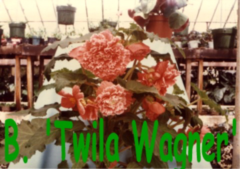 B. ‘Twila Wagner’